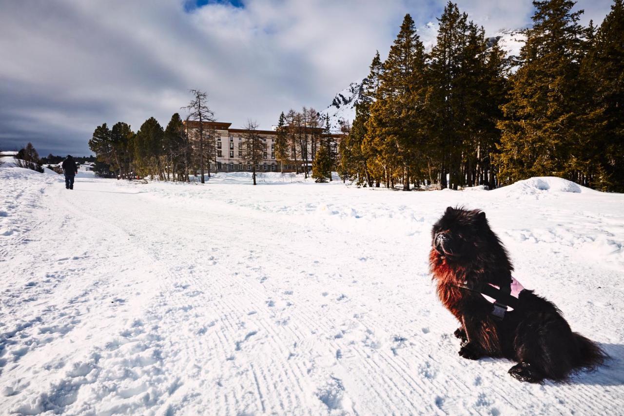 Maloja Palace Residence Engadin-St Moritz Co2-Neutral Ngoại thất bức ảnh